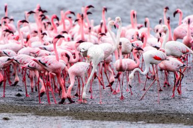 pembe flamingolar sürü