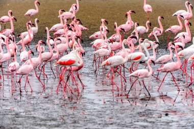 pembe flamingolar sürü