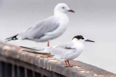 Walvis Körfezi Albatrosları, Namibya