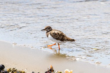 Walvis Körfezi Albatrosları, Namibya