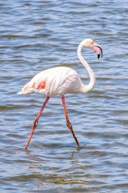 Suda pembe flamingo
