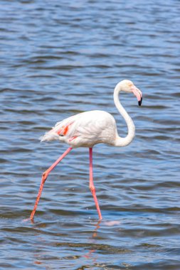 Suda pembe flamingo