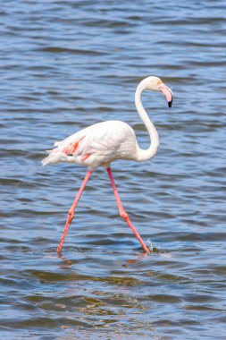 Suda pembe flamingo
