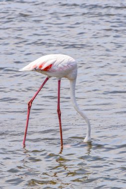 Suda pembe flamingo