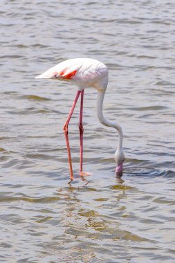 Suda pembe flamingo