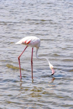 Suda pembe flamingo