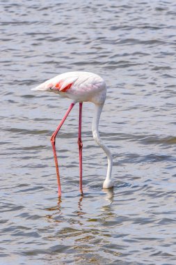 Suda pembe flamingo