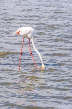 Suda pembe flamingo