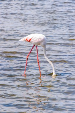 Suda pembe flamingo