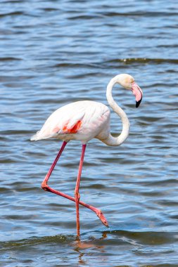 Suda pembe flamingo