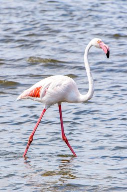 Suda pembe flamingo