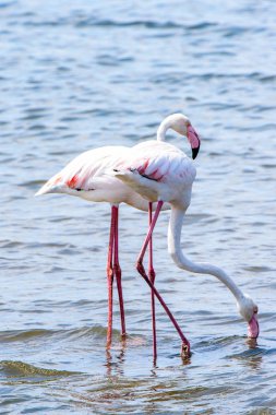 Suda pembe flamingo