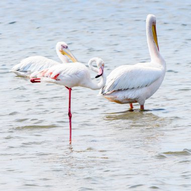 Pelikan, Walvish Körfezi, Namibya