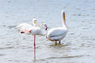 Pelikan, Walvish Körfezi, Namibya