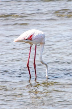 Suda pembe flamingo