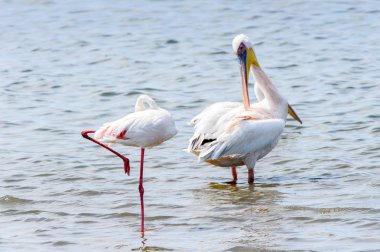 Pelikan, Walvish Körfezi, Namibya