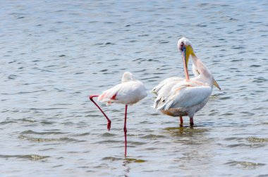 Pelikan, Walvish Körfezi, Namibya