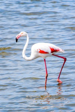 Suda pembe flamingo