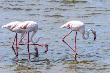 Suda pembe flamingo