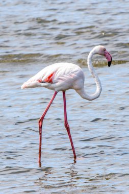 Suda pembe flamingo