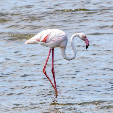 Suda pembe flamingo