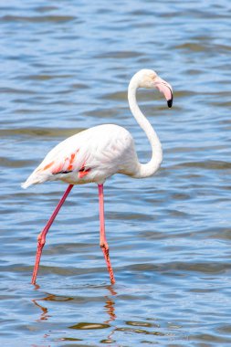 Suda pembe flamingo