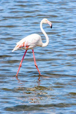 Suda pembe flamingo