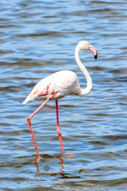Suda pembe flamingo
