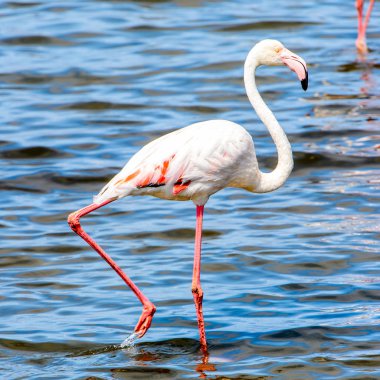 Suda pembe flamingo