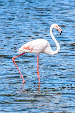 Suda pembe flamingo