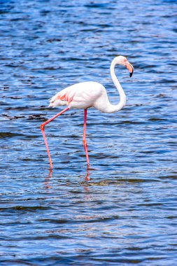 Suda pembe flamingo