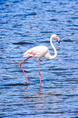 Suda pembe flamingo