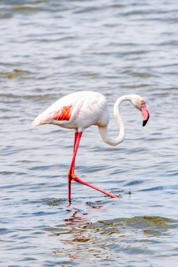 Suda pembe flamingo