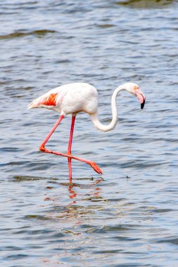 Suda pembe flamingo