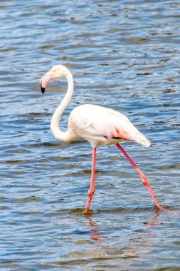 Suda pembe flamingo