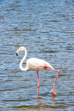 Suda pembe flamingo