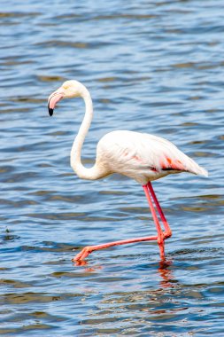 Suda pembe flamingo