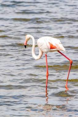 Suda pembe flamingo