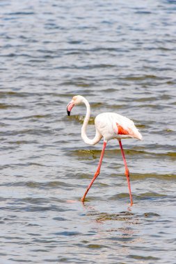 Suda pembe flamingo