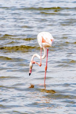 Suda pembe flamingo