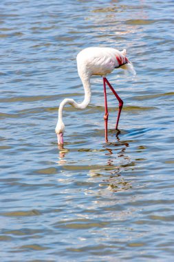 Suda pembe flamingo