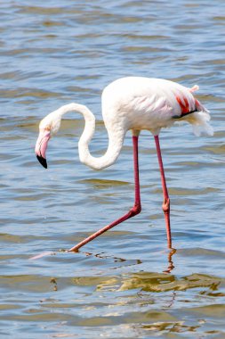 Suda pembe flamingo