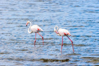 suda Flamingolar görünümü