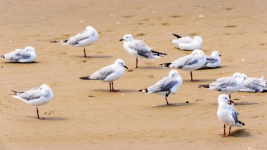 Walvis Körfezi Albatrosları, Namibya