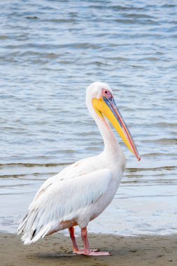 Pelikan, Walvis Körfezi, Namibya