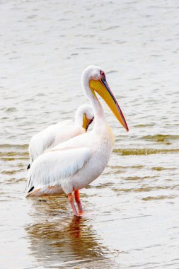 Pelikan, Walvis Körfezi, Namibya