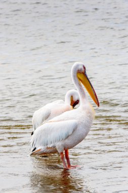 Pelikan, Walvish Körfezi, Atlantik Okyanusu, Namibya