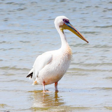 Pelikan, Walvish Körfezi, Atlantik Okyanusu, Namibya