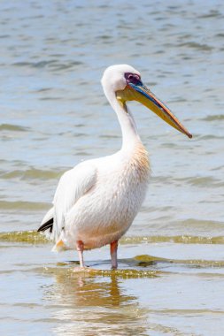 Pelikan, Walvish Körfezi, Atlantik Okyanusu, Namibya