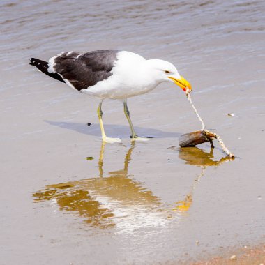 Atlas Okyanusu'nun bir kıyı şeridinde Albatros, Walvis Körfezi, Namibya